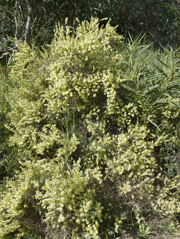 Salsola oppositifolia